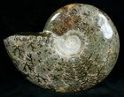 Wide Polished Ammonite Dish #7023-1